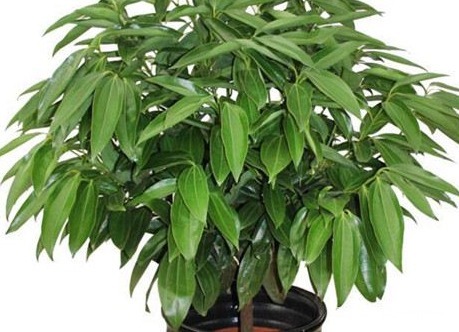 居家最适合养护的三种绿植，既上档次又招财，好养又耐活