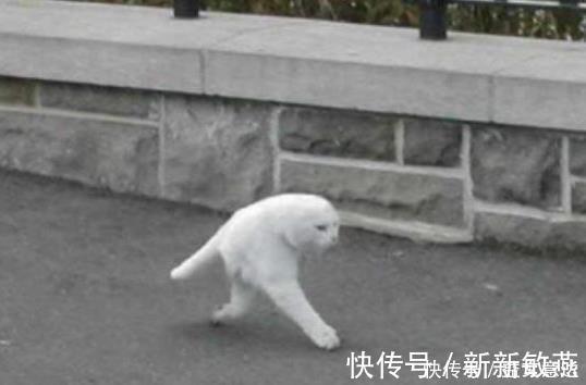 魔性|日本小哥做恶搞手办，两脚走路猫太魔性，看到站立猫网友笑出声