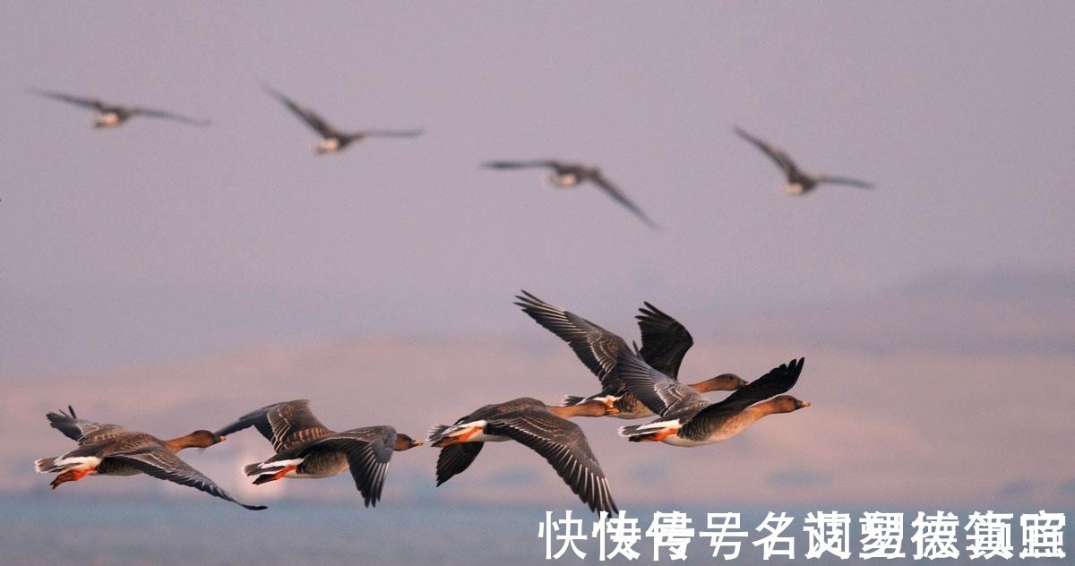 花荣射雁!花荣射雁为什么选第三只?暗示他“射死晁盖”?