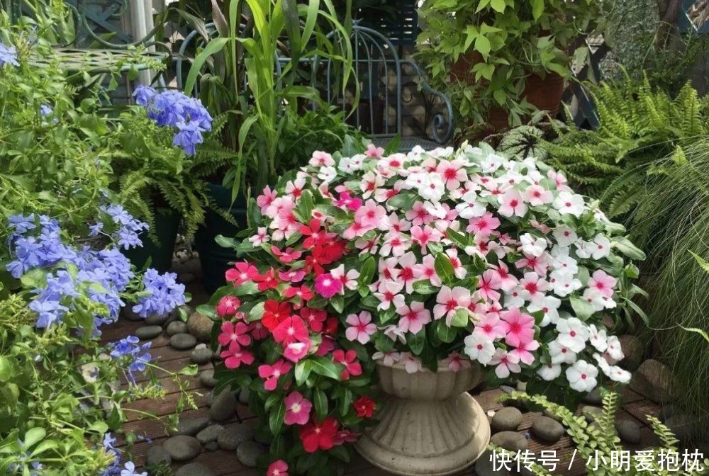 威胁|天热养花，怕度夏难，盆栽切记4点，高温造不成威胁