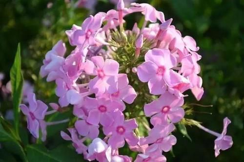 你家窗台还没变花园？只因缺了这6种花