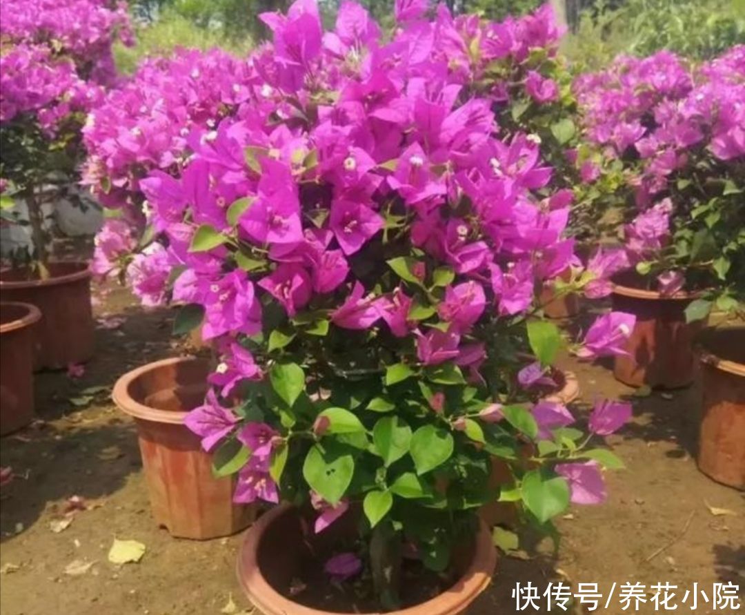 枝条|三角梅有“3喜1怕”，想要开花满盆，就要这么养