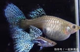 金鱼雌雄分辨图解 金鱼雌雄分辨图解