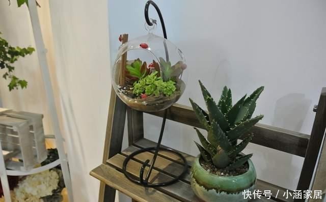 瓶景|过年大火的瓶景自己做,一瓶就是一个景观,小小一个真有趣