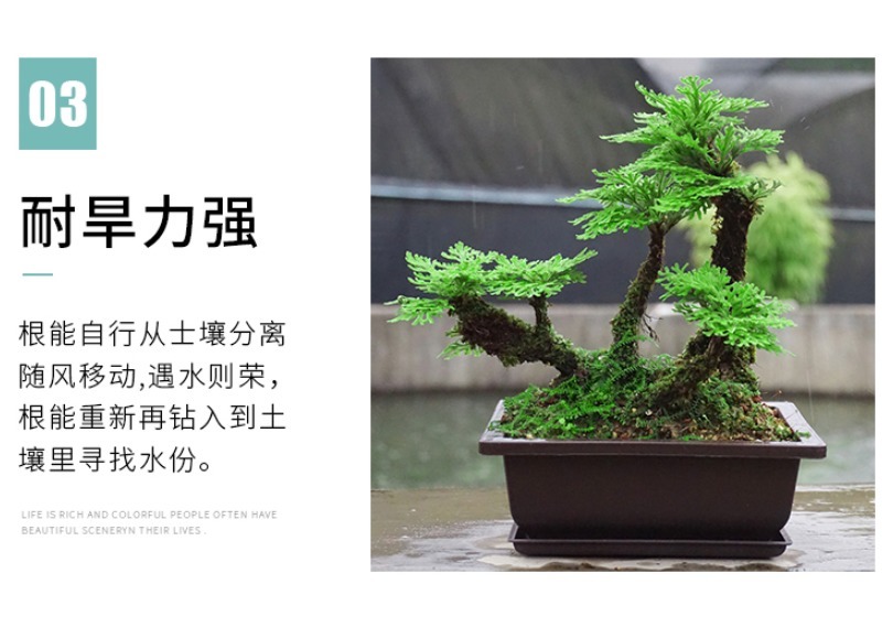 枯萎|养不死的植物,枯萎了也能遇水“涅槃”复活!