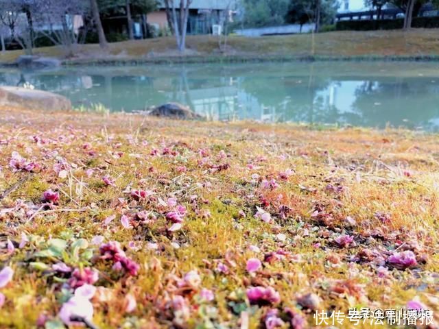 莫负春光赏花时，我在京山这里，等你来