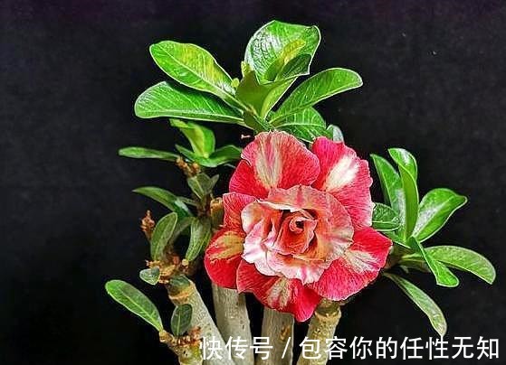 新手养沙漠玫瑰,满足它的“小爱好”,一盆养十年,年年开满花!