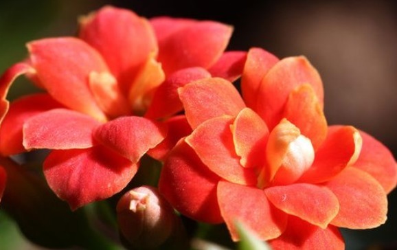 这款小花真耐养，沾土就活，秋季蹭蹭长，花开爆盆，花朵烂漫迷人