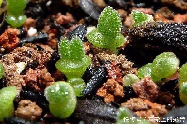 吊兰长满小金鱼,养上5年,越养越上瘾!