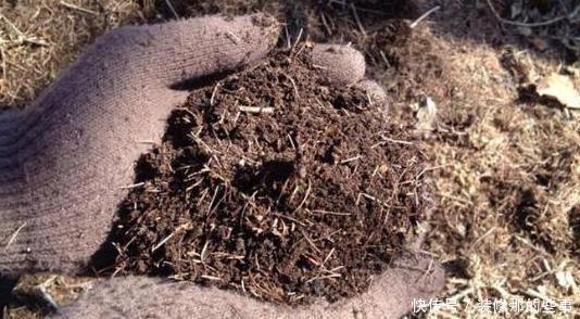 搜集的干松针,养花该怎么处理,如何用?