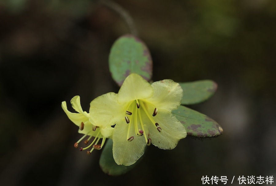 自然散步杜鹃，影响了世界园林格局的中国原生植物