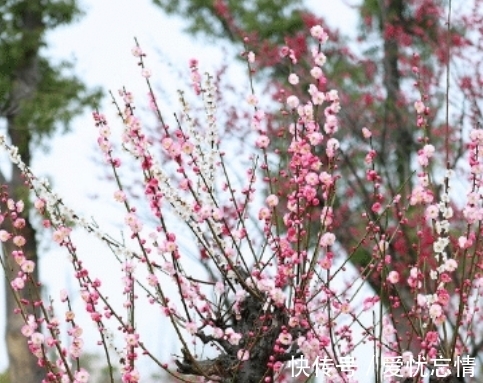 运势|在11月，四属相运势转衰为旺，好运接二连三，顺风顺水，家庭和睦