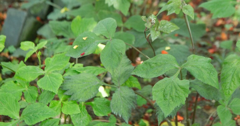 野菜|春天挖野菜,送你56种野菜大图片,带你见识不同的野菜和吃法