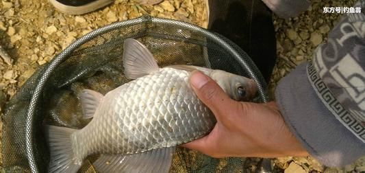 玉米|夏季玉米熟了，鲜美多汁；快试试用新鲜玉米钓大鱼