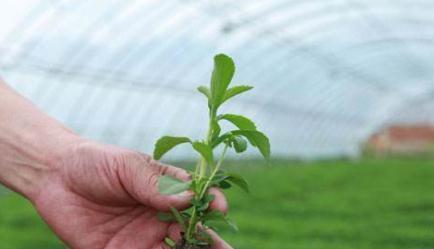 低热量|山中一种“野草”,叶子甜腻腻,低热量、不发胖,你们吃过吗?