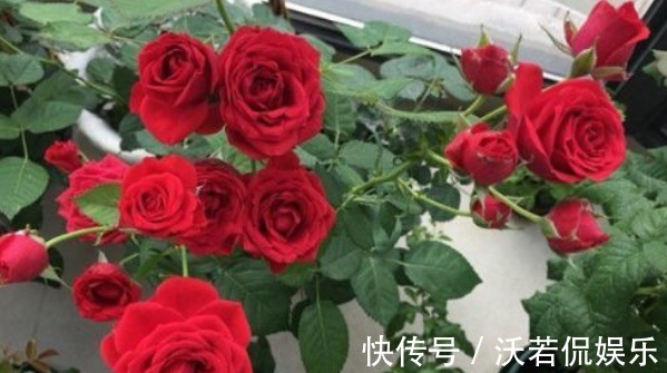新手|新手养花，不如养盆传统玫瑰“永远的莫斯科”花容月貌，花好月圆