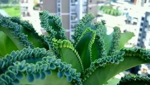 多肉科|这2种花,有水就疯长,拦都拦不住,新手也会养,是盆栽佳品