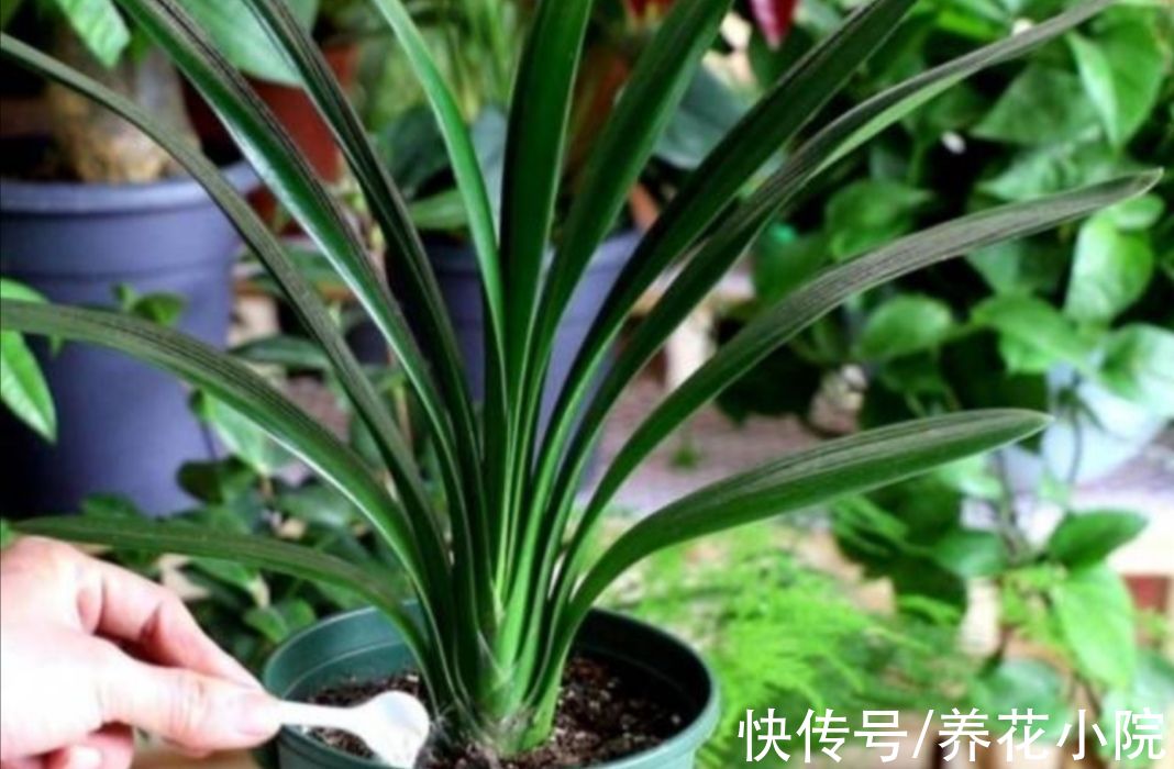 秋天为君子兰施肥，要注意4个细节，防止出现烧根黄叶