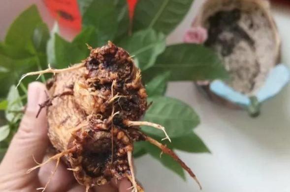 这3款家中常备药,过期了甭扔!简单处理就变成养花材料