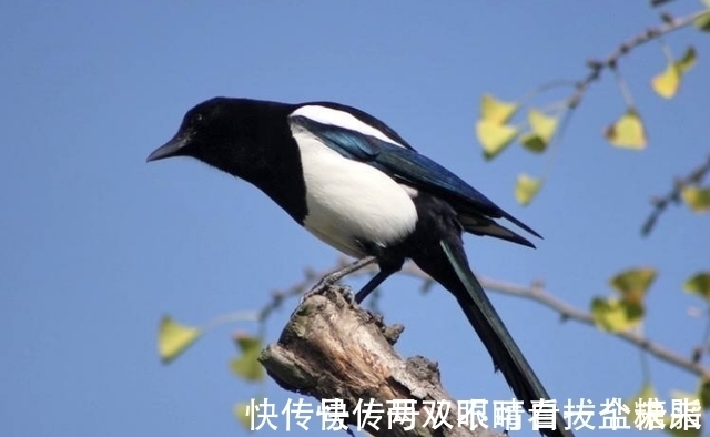 两鸟|俗语:“两鸟进门,不富也喜”,你知道是哪2种鸟吗?为何没喜鹊