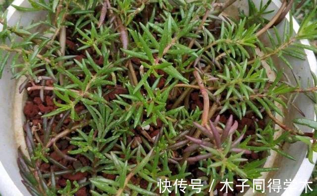 繁殖|3种花不用买，路边掰点枝叶扦插，天热生根快，轻松繁殖一大群