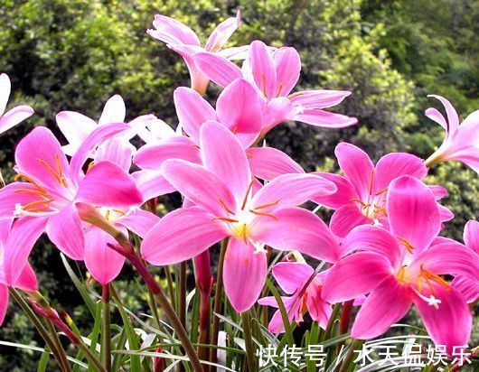 名菊|喜欢菊花，不如养盆“珍贵名菊”绿朝云，似惊鸿起舞，美丽优雅