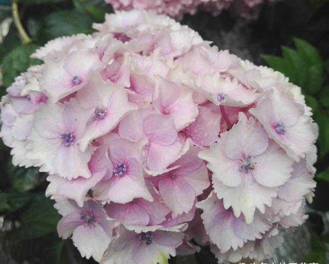 植株|绣球花有“四忌”,不注意叶子萎蔫又干枯,做到位植株茂盛开花多