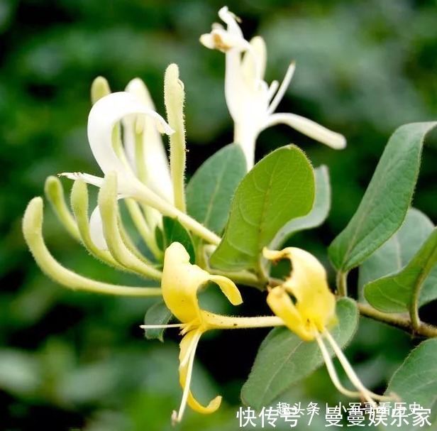 子风藤|此花为夏季解暑必备,迷人优雅小巧别致,寓意着成双成对不分开