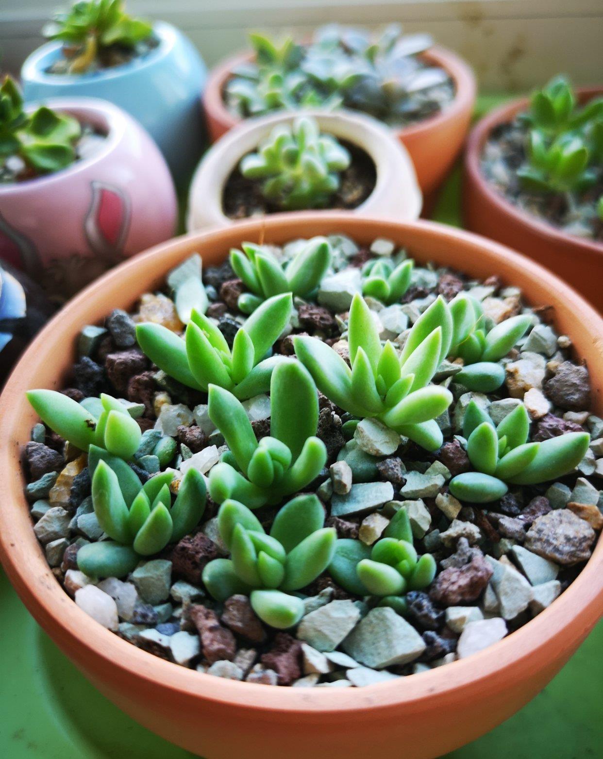 叶片|这“三多肉”扦插正当时，掰点叶片就生根，成活率比其他季节都高