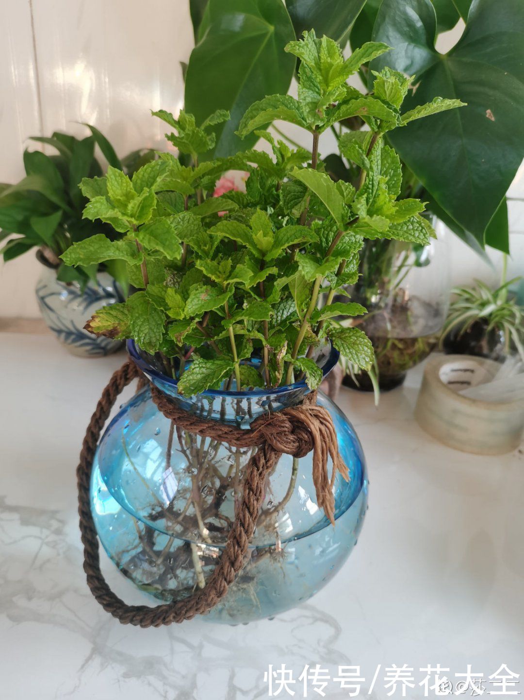 三角梅|天热要修剪的花，不剪死得快，活不过夏天