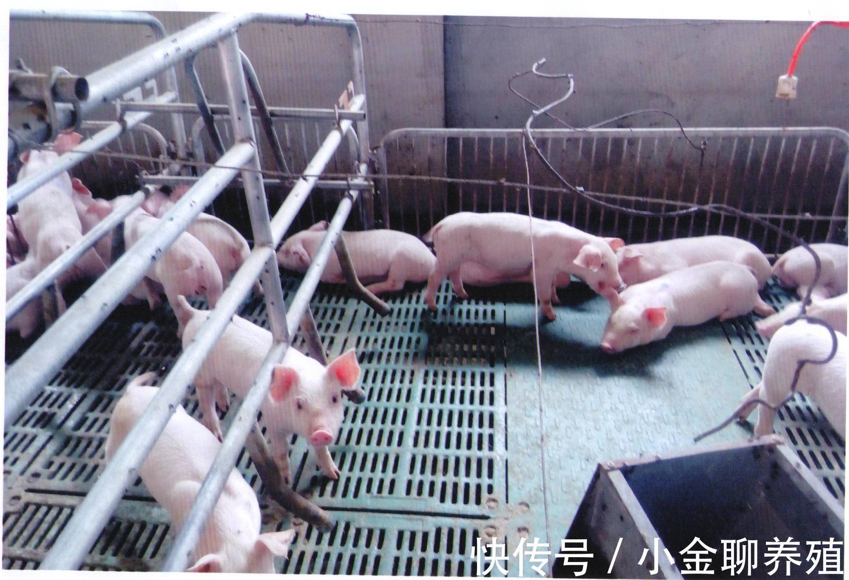 猪群|猪流感发烧一般几天能好?猪冬天感冒发烧用什么药?这样治效果好