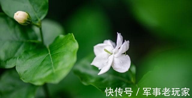 花朵|茉莉花的花期里,以下事情不能做,不然花苞会不停地脱落