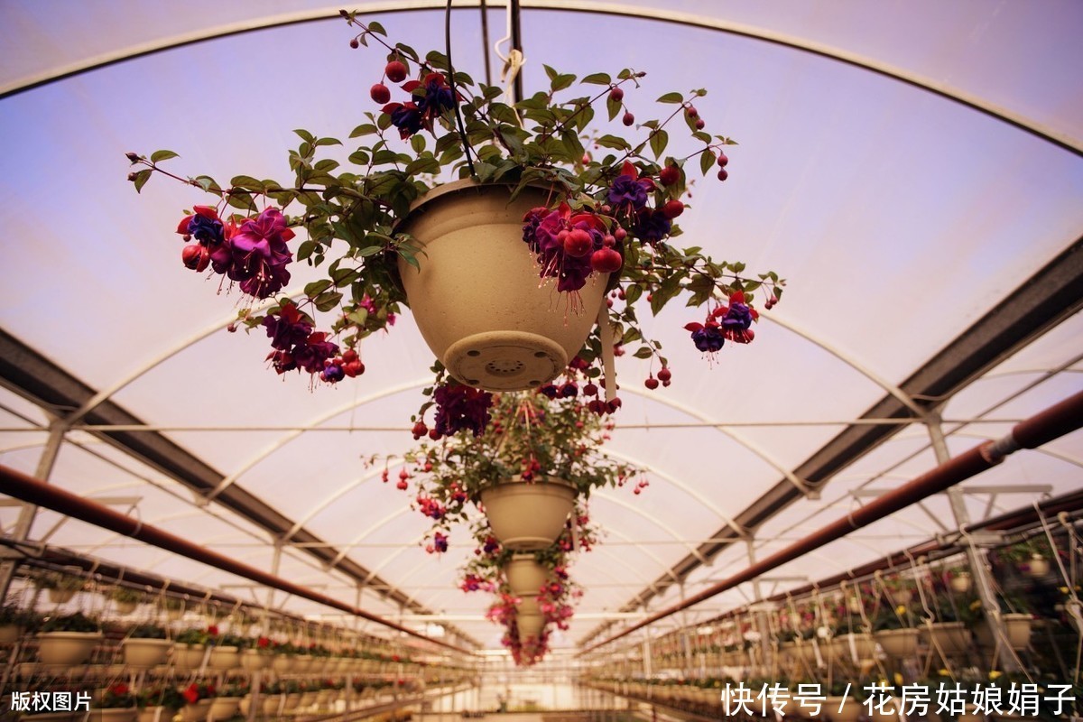 仙客来|到了夏天,7种花浇水越多挂的越快,如何安全度过4个月的休眠期