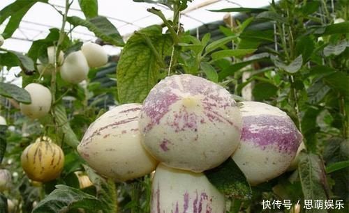 排毒|人到中年,要学会常吃3种食物,排毒清肠,美容养颜,营养又瘦身