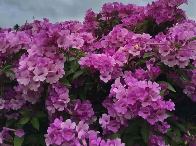 此花卉开花“3色变换”,一株开花200朵,能把阳台变“花海”