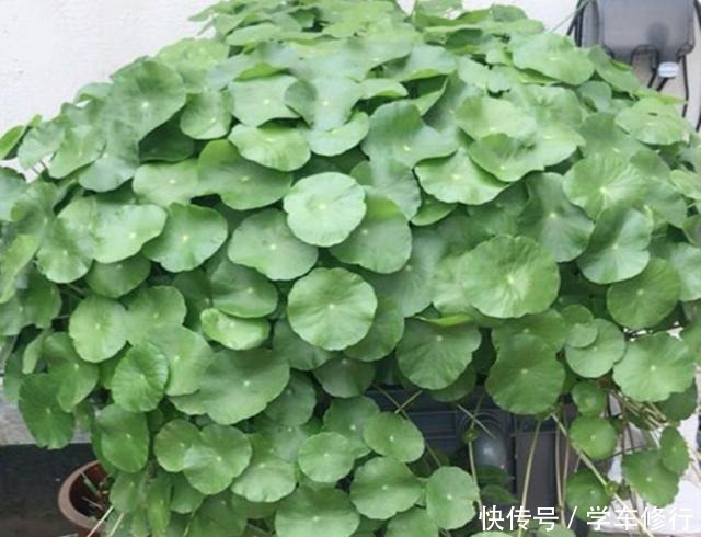 这“3种”植物，寓意特别好，家里种几盆，带运又美观！