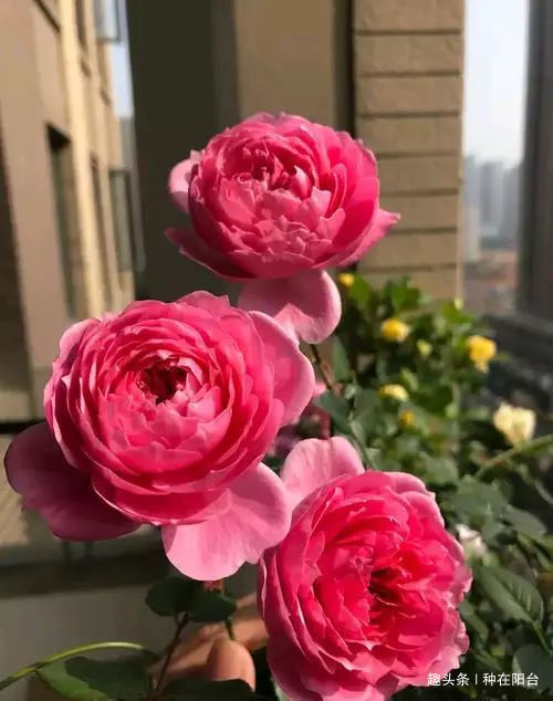 月季只长枝条不开花,那是因为你有三项养护工作没有做到位!