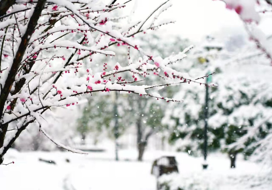 费玉清|踏雪寻梅暗香来，临安赏梅正当时~