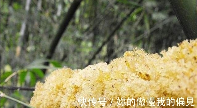 竹竿上生长的山珍,外形似银耳,人称“植物燕窝”,产量非常低