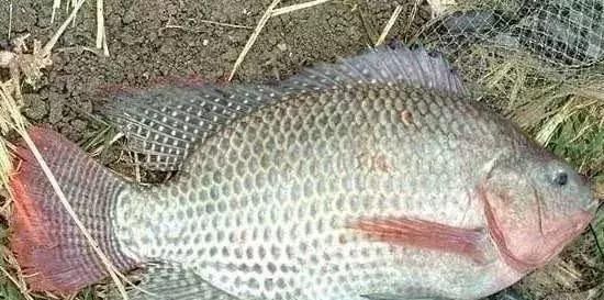 清道夫|中国最难吃的7类鱼,你若是全吃过,请允许我叫你一声“老渔民”