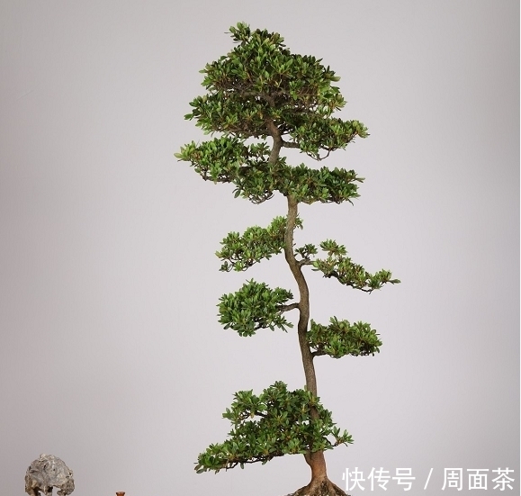 罗汉松|中国盆景欣赏,园艺大师经过几十年的精心打理,感受盆景独特的美