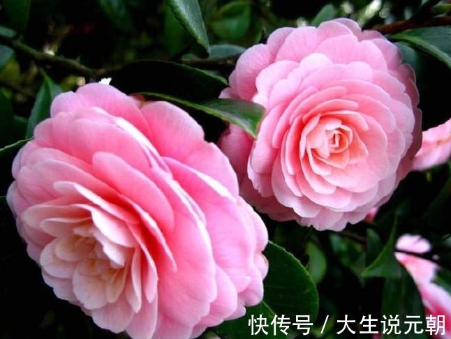 茶花黄叶花苞还打不开做好这5点,茶花开得又大又艳