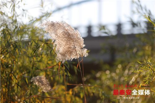 苍苍|蒹葭苍苍，芦花飞舞