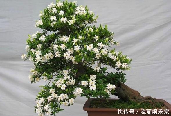 植物|家里盆栽植物的要注意此4种进屋,既对健康不利又影响运气