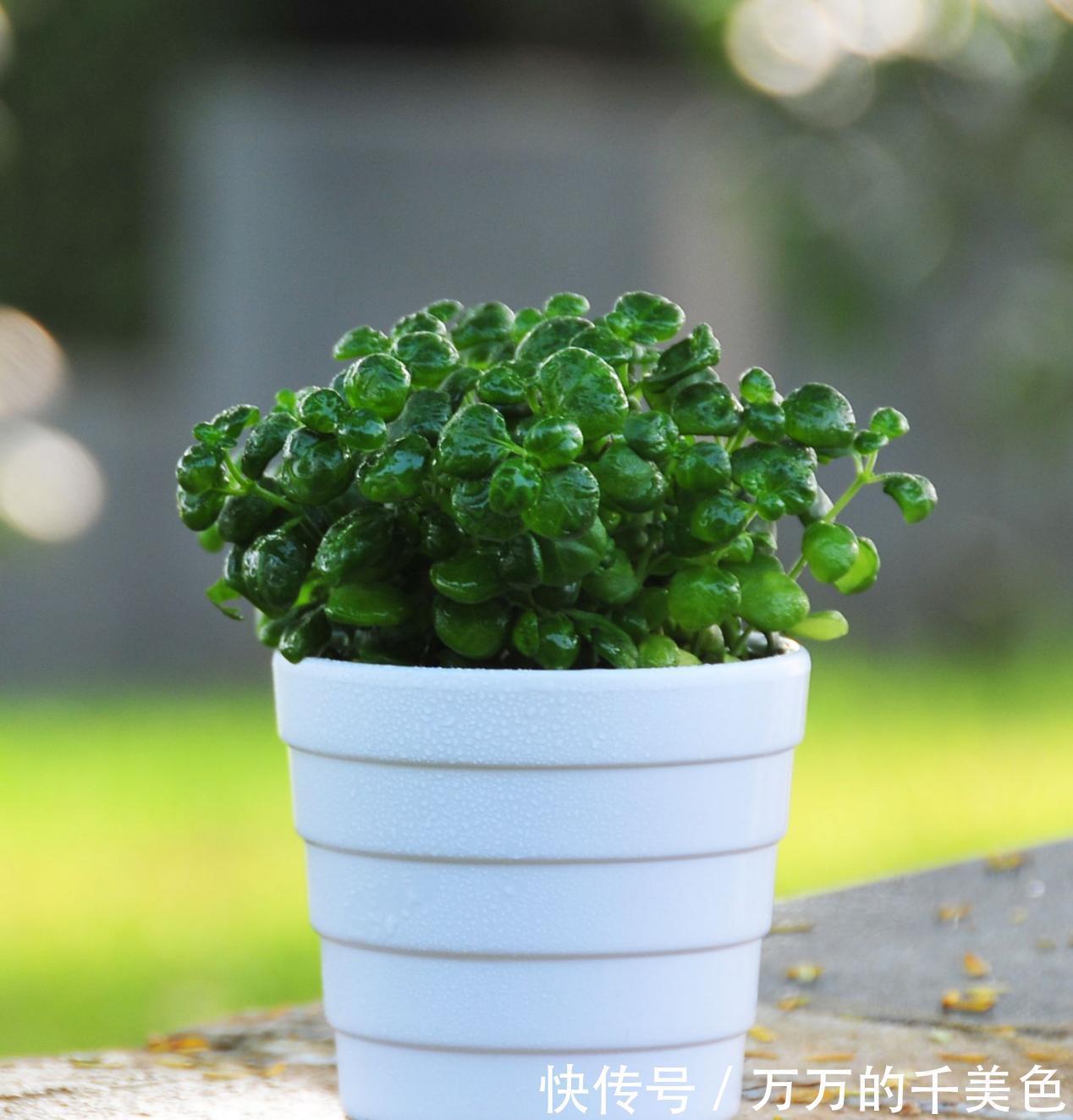 成活率|大蒜真是个“宝”,养花就有4大妙用,甭错过!