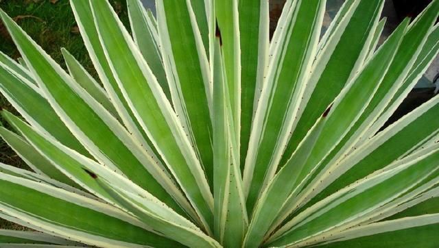 绿植|这种盆栽绿植,耐旱性强,叶缘有非常清晰的黄色镶边