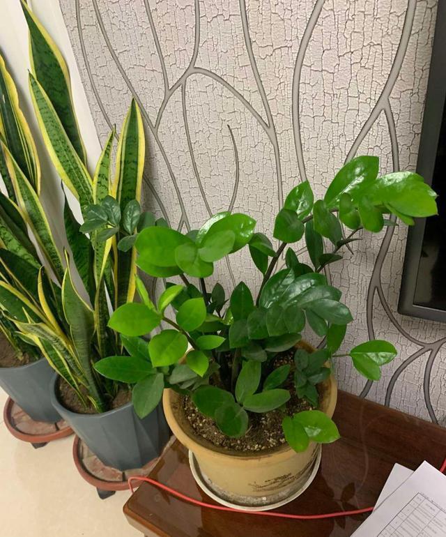 橡皮树|家里养这4种花,就要“虐一虐”,粗管粗放,越长越旺!