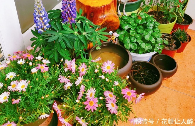 花儿|不适合养花的2种人,买了花也养不久,浪费钱!