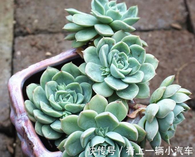 多肉长残了怎么办,一个牙签就能解决