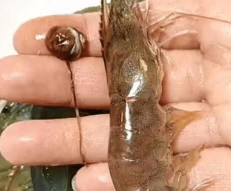 去虾线还在用牙签吗？大厨告诉我，去除虾线这样子做太简单了